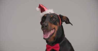 Güzel Dobermann köpeği Noel bandı ve papyon takıyor, dili dışarı çıkıyor ve nefes nefese, stüdyodaki gri arka plana bakıyor.
