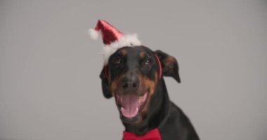 Kırmızı papyon takan ve Noel bandı takan sevimli Dobermann köpek yavrusu, yukarı bakıyor, soluyor ve stüdyoda gri arka planda dilini dışarı çıkarıyor.