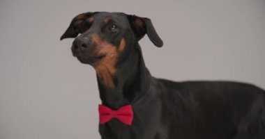 Zarif Dobermann köpek yavrusu ayakta duruyor, burnunu yalıyor, dilini dışarı çıkarıyor, yana bakıyor ve stüdyoda gri arka planda kırmızı papyon takıyor.