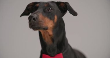 Yakından Dobermann 'ın sevimli köpeğinin boynuna kırmızı papyon takıp, dilini çıkarıp gri arka plana baktığı.