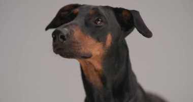 Dilini çıkaran, burnunu yalayan ve stüdyodaki gri arka plana bakan sevimli doberman köpeği.