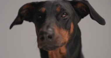 Güzel, siyah Dobermann köpeğinin dilini çıkarıp, burnunu yalarken stüdyonun gri arka planına bakarken...