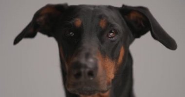 Güzel Dobermann köpeği yukarı bakıyor, aç, dili dışarı çıkıyor ve stüdyoda gri arka planda burnunu yalıyor.