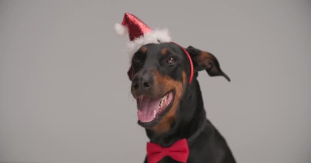 Elegante Lindo Cão Dobermann Vestindo Headband Natal Laço Saindo Língua — Vídeo de Stock