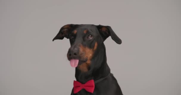 Adorável Preto Dobermann Cachorrinho Vestindo Bowtie Vermelho Saindo Língua Lambendo — Vídeo de Stock