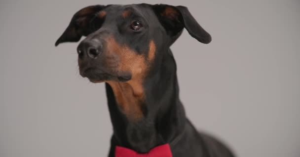 Zbliżenie Uroczy Pies Dobermann Noszenie Czerwony Muszka Wokół Szyi Wystające — Wideo stockowe