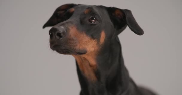 Bonito Doberman Cão Saindo Língua Lambendo Nariz Olhando Para Longe — Vídeo de Stock