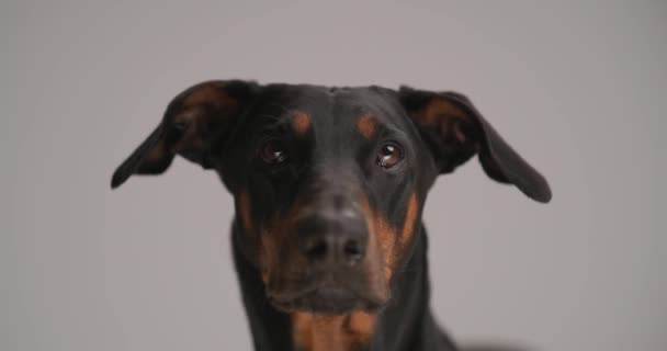 Dobermann Sevimli Köpeğinin Yukarı Baktığı Burnunu Yaladığı Stüdyodaki Gri Arka — Stok video