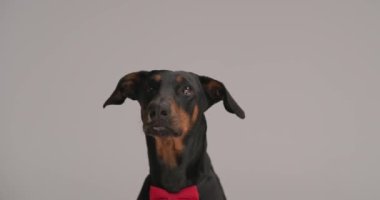 Boynunda kırmızı papyonlu hevesli bir Dobermann köpeği dilinden sarkan, hayır diyenleri yalayan ve gri arka planda nefes nefese kalan