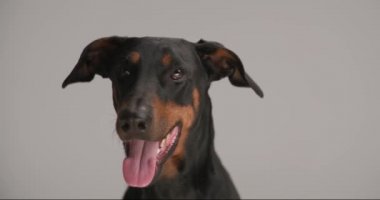 Tatlı ve mutlu Dobermann köpeği dilini dışarı çıkarıyor, nefes alıyor, kafasını oynatıyor ve stüdyoda gri arka planda oturuyor.