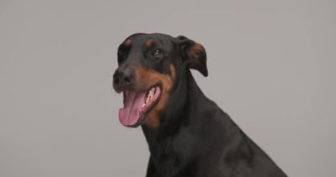 Mutlu Dobermann Dogg 'un dilinden sarkan, soluyan, yukarı bakan ve gri arka planda oturan görüntüsü.