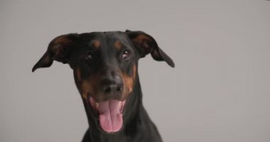 Mutlu siyah dobermann köpeği dili açık, soluk soluğa, yukarı bakıyor, gri arka planda oturuyor.