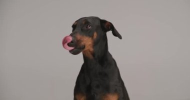 Stüdyoda gri arka planda otururken dilini dışarı çıkaran, nefes alıp veren ve burnunu yalayan meraklı Dobermann köpeği.