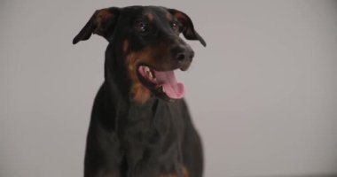 tapılası Dobermann yavrusu burnunu yalıyor, dilini çıkarıyor ve soluk soluğa kalıyor stüdyoda gri arka planda dururken.