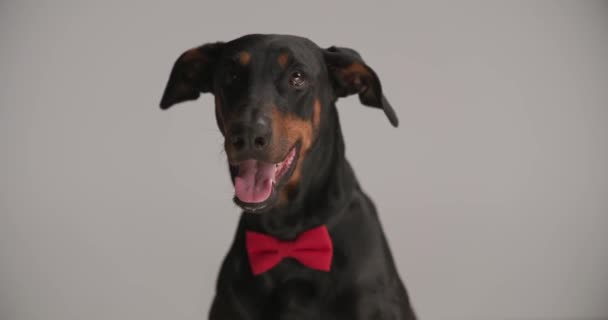 Elegantní Černý Dobermann Pes Červenou Motýlkem Kolem Krku Vyčnívající Jazyk — Stock video