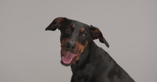 Adorable Cachorro Dobermann Sentado Mirando Hacia Arriba Jadeando Sacando Lengua — Vídeos de Stock