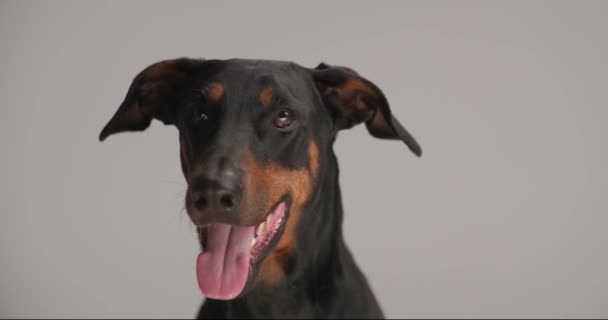 Милый Счастливый Доберманн Собака Торчащий Язык Задыхаясь Двигая Головой Сидя — стоковое видео