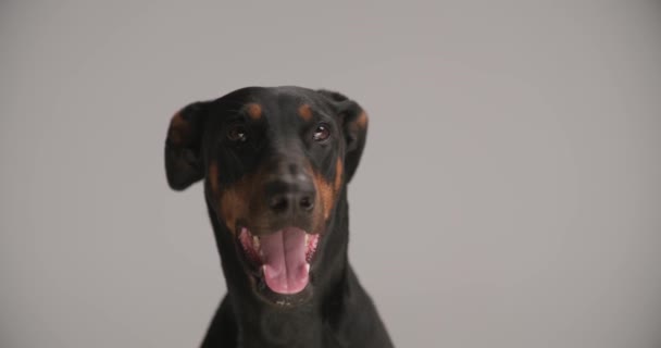 Hungrig Bedårande Doberman Valp Sticker Tunga Flämtande Tittar Upp Och — Stockvideo