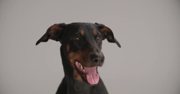 可爱的多布曼小狗伸出舌头 抬起头喘息 坐在工作室的灰色背景上 — 图库视频影像