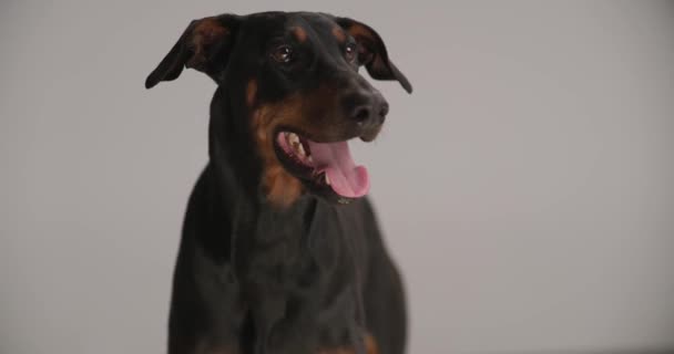 Adorável Dobermann Filhote Cachorro Lambendo Nariz Salientando Língua Ofegante Enquanto — Vídeo de Stock