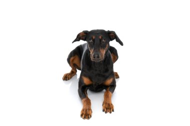 Tapılası Dobermann Dog stüdyoda beyaz arka planda tek başına yatarken yukarı bakıyor.