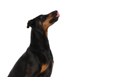 Aç Dobermann köpeği, beyaz arka planda izole bir şekilde otururken yukarı bakıyor ve burnunu yalıyor.