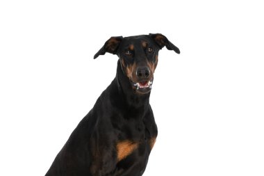 Güzel Dobermann 'ın portresi. Dilini çıkarıp nefes alıyor. Stüdyoda beyaz arka planda izole bir şekilde oturuyor.