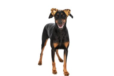 Mutlu Dobermann köpeği, hayvan desenli kulaklık takıyor ve soluk soluğa kalıyordu.