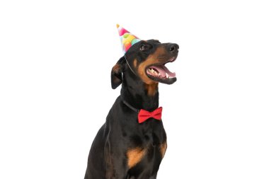 Doğum günü şapkası ve papyonu takmış, dilini çıkarıp nefes nefese stüdyoda beyaz arka planda tek başına otururken hevesli küçük Dobermann köpeği yukarı bakıyor.