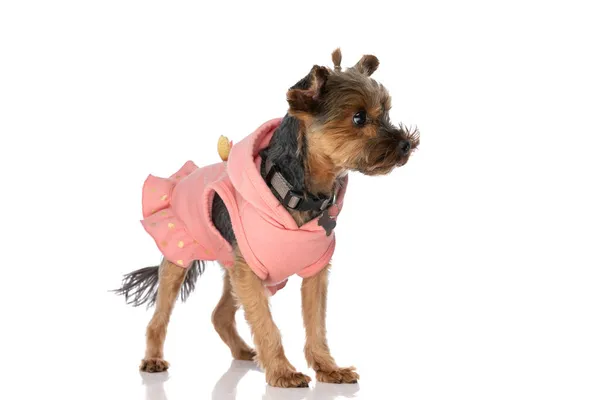 Widok Boku Mały Yorkshire Terrier Pies Patrząc Daleko Noszenie Różowej — Zdjęcie stockowe