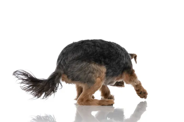 Vista Lateral Perro Terrier Yorkshire Ocultando Cara Cámara Sobre Fondo — Foto de Stock