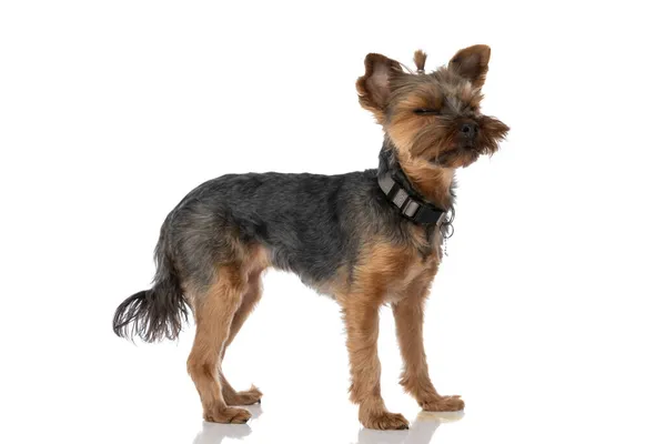 Side View Adorable Yorkshire Terrier Dog Feeling Sleepy Wearing Leash — Stock Photo, Image