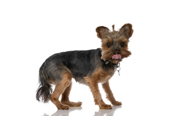 Side View Beautiful Yorkshire Terrier Dog Licking His Mouth Wearing — Stock Photo, Image