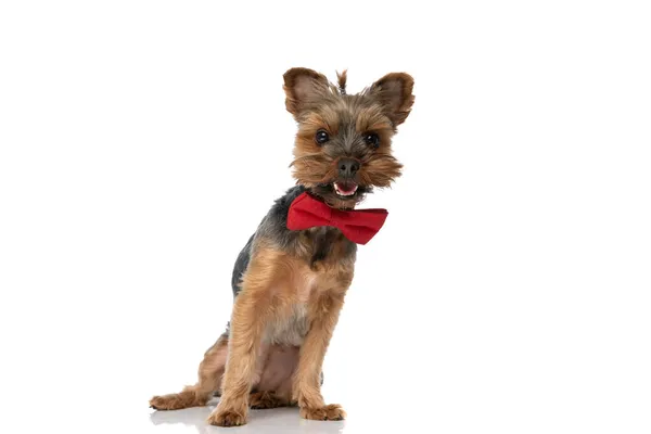 Mutlu Yorkshire Terrier Köpeği Kırmızı Papyon Takıyor Beyaz Arka Planda — Stok fotoğraf