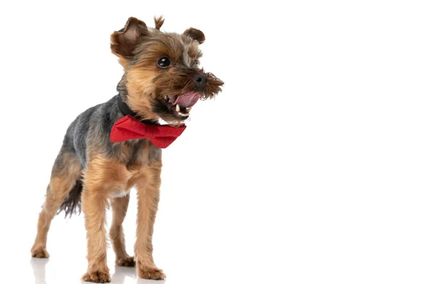 可爱的约克郡宠物狗伸出舌头 向侧面看去 还戴着一条红色的领带 — 图库照片