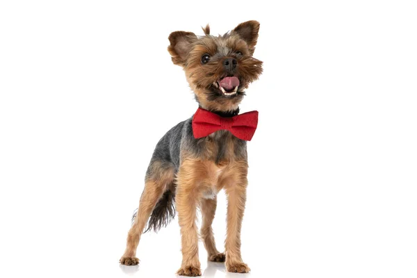 约克郡的小猎犬伸出舌头 头戴红色圆帽 背对着白色的背景 — 图库照片