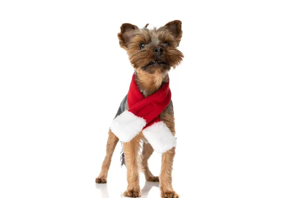 Small Yorkshire Terrier Dog Distracted Something Wearing Red Scarf White — Stock Photo, Image