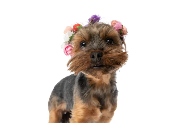 Adorable Yorkshire Terrier Dog Wearing Flowers Head Looking Camera White — Stock Photo, Image