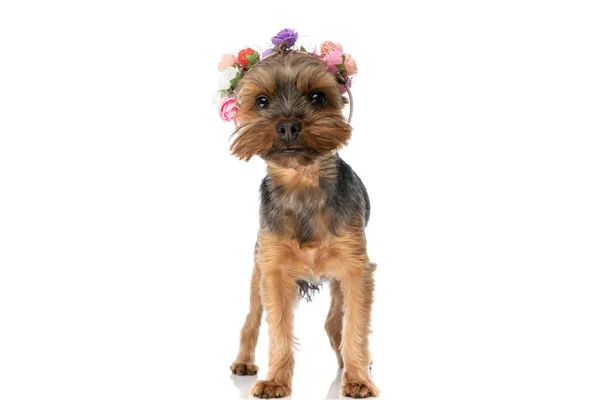 Entzückender Kleiner Yorkshire Terrier Hund Trägt Ein Stirnband Aus Blumen — Stockfoto