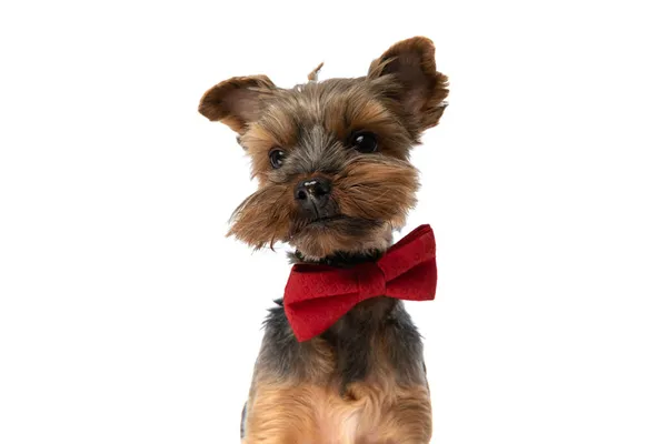 Красива Собака Йоркширського Тер Єра Дивиться Камеру Носить Червону Краватку — стокове фото
