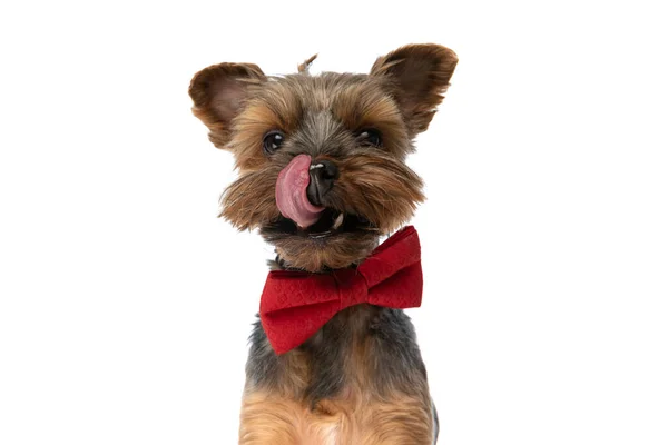 Sweet Yorkshire Terrier Dog Licking His Nose Wearing Red Bowtie — Stock Photo, Image
