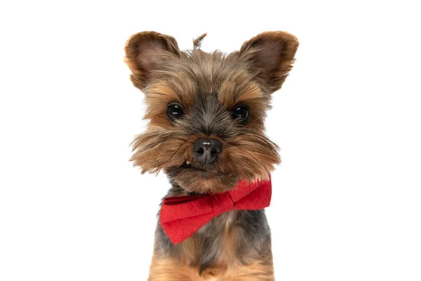 Close Little Yorkshire Terrier Dog Showing One Teeth Wearing Red — Stock Photo, Image