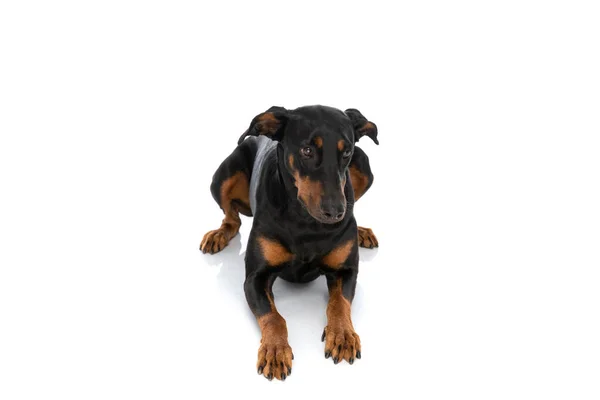 Süßer Dobermann Hund Schaut Zur Seite Und Legt Sich Atelier — Stockfoto