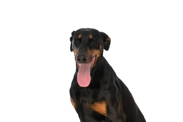 Kostbarer Dobermann Hund Zwinkert Während Die Zunge Herausstreckt Und Isoliert — Stockfoto