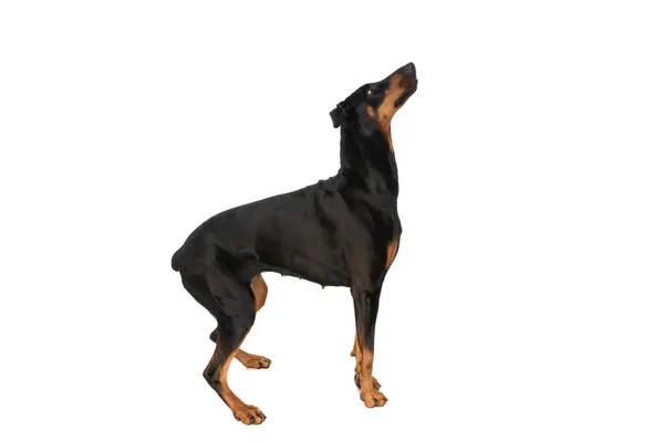 Zijaanzicht Van Opgewonden Dobermann Hond Zoek Naar Boven Nieuwsgierig Terwijl — Stockfoto