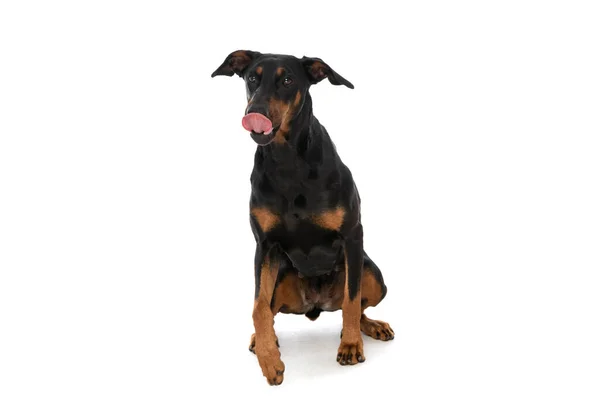 可愛いですDobermann子犬スタジオで白い背景に隔離されて座っている間に舌を突き出し 見上げ 鼻をなめる — ストック写真
