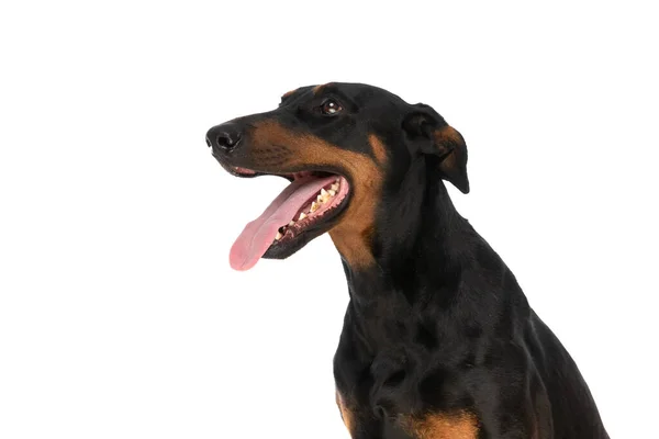 Gelukkig Dobermann Hond Kijken Omhoog Opzij Zitten Een Zijaanzicht Positie — Stockfoto