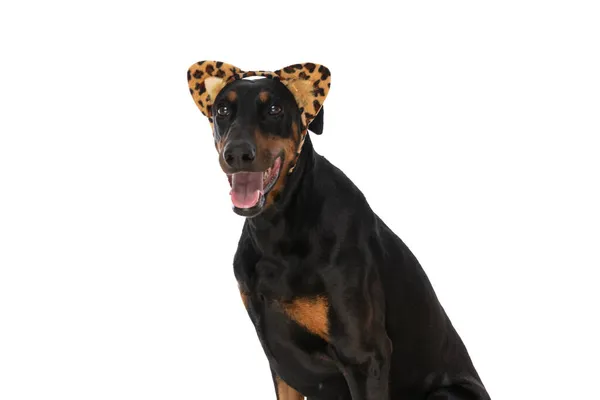 Opgewonden Dobermann Puppy Met Dier Print Hoofdband Hijgen Steken Uit — Stockfoto