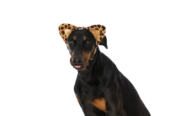 Portrait Cute Dobermann Dog Tongue Exposed Wearing Halloween Headband Sitting — Stock Photo, Image