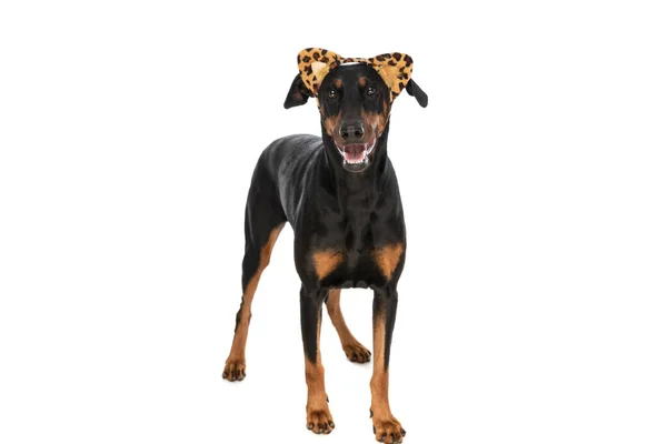 Feliz Dobermann Cão Vestindo Animal Impressão Orelhas Headband Ofegante Enquanto — Fotografia de Stock